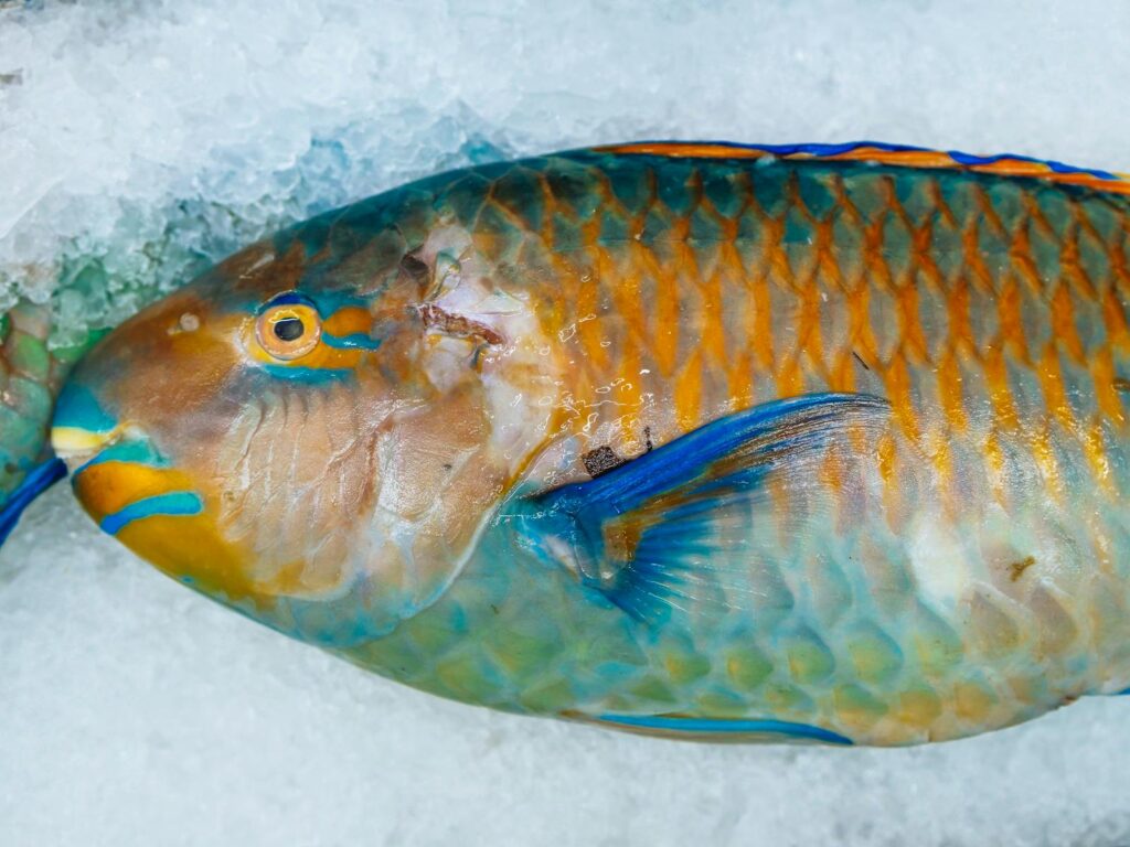 Close-up of Fresh Parrot Fish